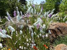 Ixia "Teal" and seedlings