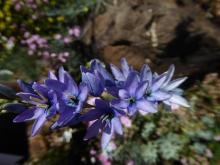 Ixia "Teal" seedling - blue-purple