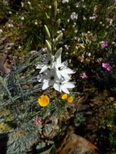 Ixia "Teal" seedling - white with small olive center