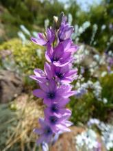 Ixia "Teal" seedlings - pink with purple center