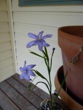 Moraea polyanthos