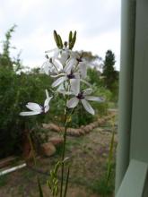 Ixia polystachya