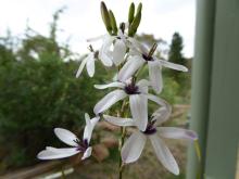 Ixia polystachya