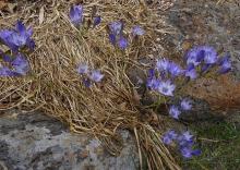 Triteleia laxa