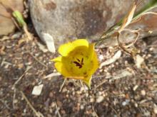 Calochortus clavatus