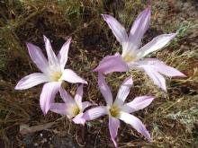 Habranthus robustus seedling ex 'Russell Manning'