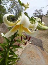 O-T. Lilium 'Mr Cas'