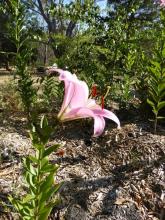 O-T. Lilium 'Table Dance'