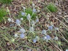 Eryngium ovinum