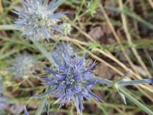 Eryngium ovinum