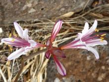 Lycoris incarnata 31-01-16