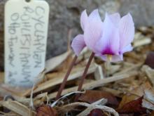 Cyclamen rohlfsianum