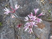 Lycoris incarnata