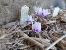 Cyclamen rohlfsianum