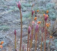 Lycoris incarnata spikes 3-02-16