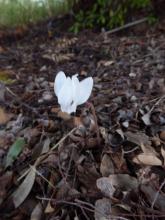 Cyclamen hederifolium