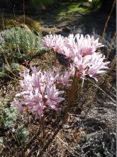 Lycoris incarnata