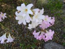 mixed seedling Amaryllis belladonna