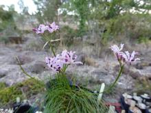 Nerine filifolia