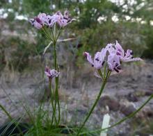 Nerine filifolia