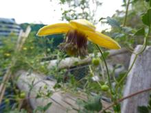 Clematis 'Golden Tiara'