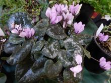 Viv's Cyclamen colchicum