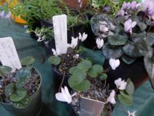 Viv's Cyclamen intaminatum