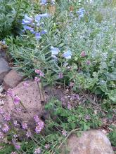 Indigofera pseudotinctoria with blue penstemon and nepeta