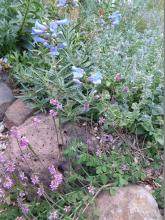 Indigofera with penstemon and nepeta