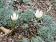 zephyranthes growing through Artemisia caucasica