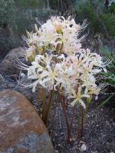 Lycoris elsae