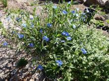 Commelina elegans