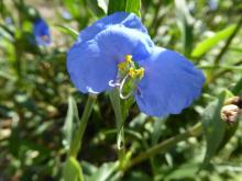 Commelina elegans