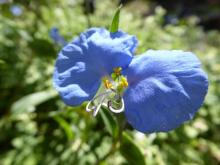 Commelina elegans