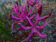 Nerine rosea