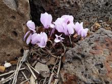 Cyclamen graecum