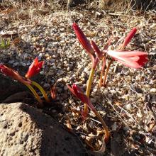 Rhodophiala bifida in morning