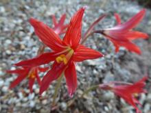 Rhodophiala bifida in evening