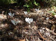 Cyclamen hederifolium album