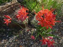 Nerine 'Ariel'