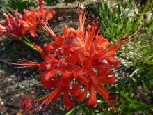 Nerine 'Ariel'