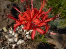 Nerine fothergilla 'Major'