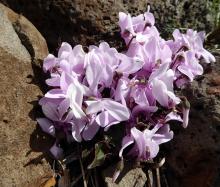 Cyclamen graecum