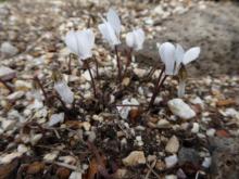 Cyclamen graecum album