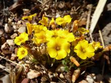 Oxalis lobata