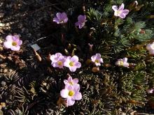 Oxalis flava (mauve form)