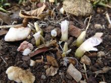 Oxalis palmifrons in bud at 8:30am