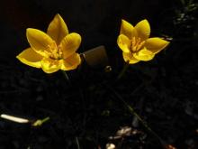 Ipheion sellowianum syn Tristagma sellowianum (Kunth) Traub