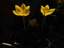 Ipheion sellowianum syn Tristagma sellowianum (Kunth) Traub