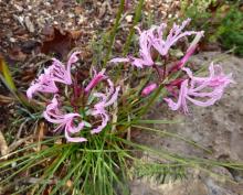 Nerine not quite filifolia